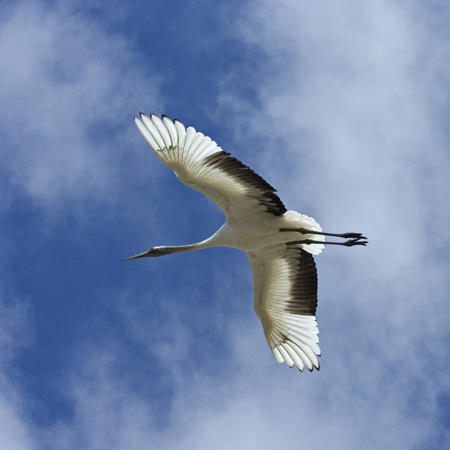 Crane on the wing