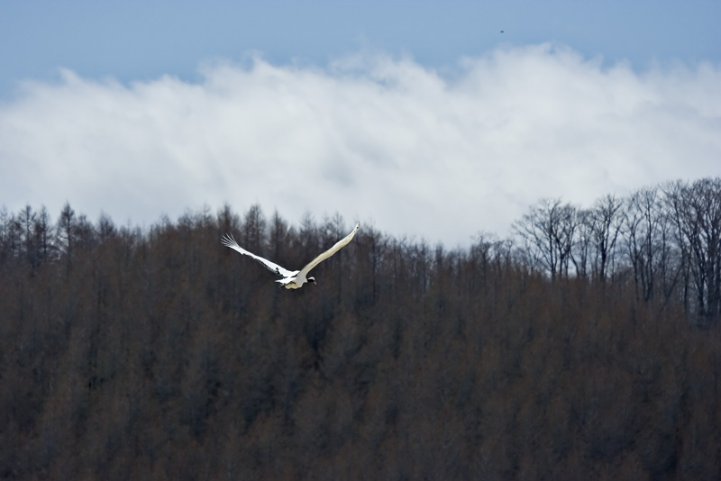 Crane on the wing
