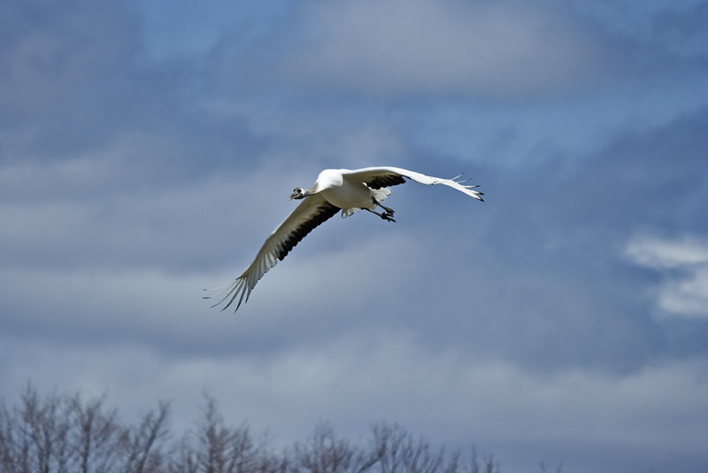 Crane on the wing