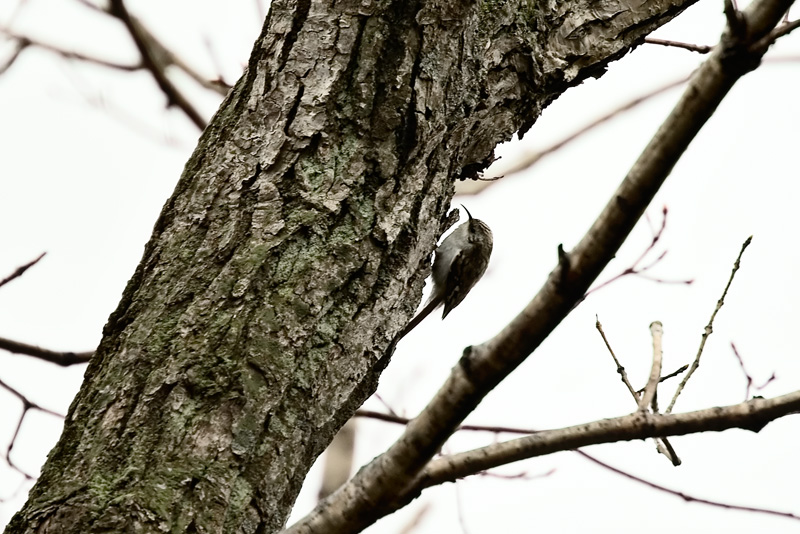 Just some bird ...