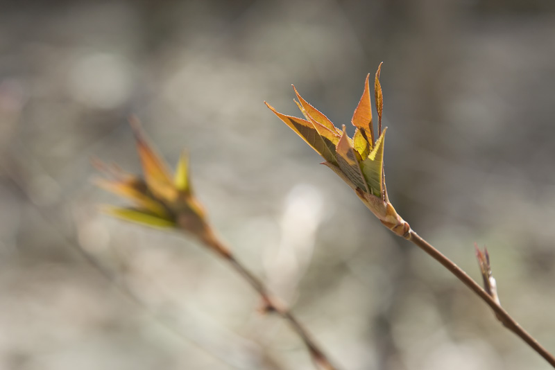 Is it really spring this time?