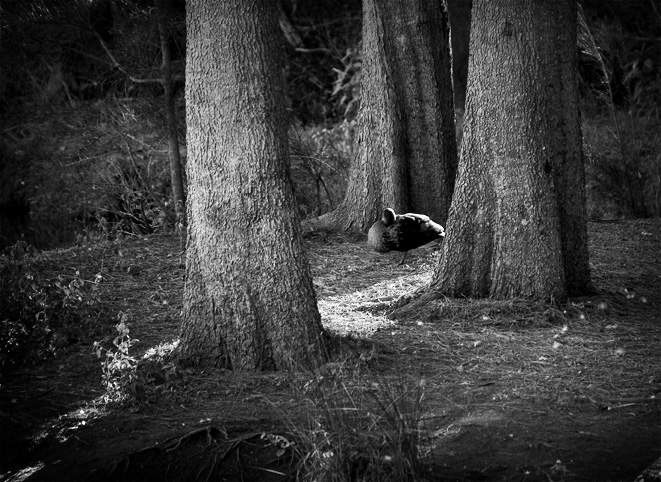 Shaft of Light