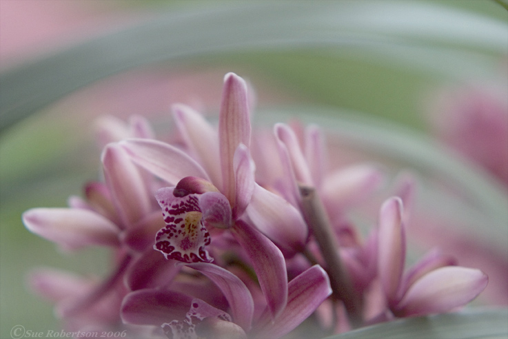 Rainbow Orchid