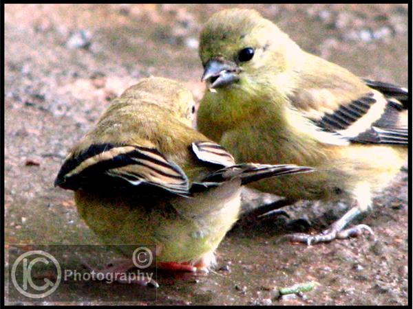 A Mothers Love