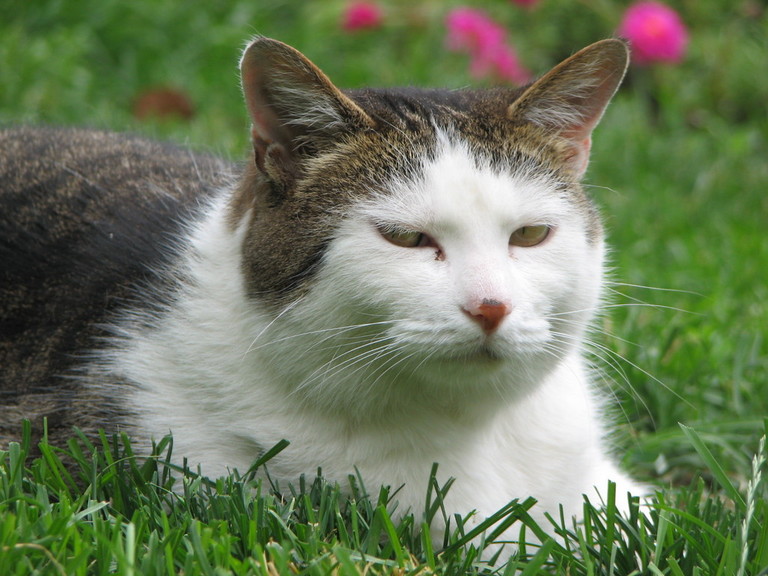 The Cat That Looks Like A Rabbit