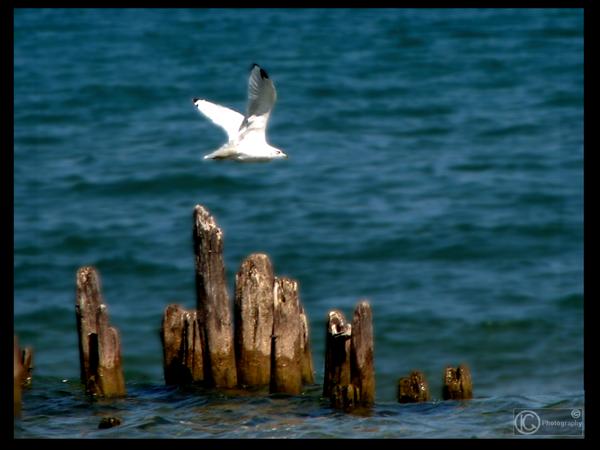 Seagull Take Off