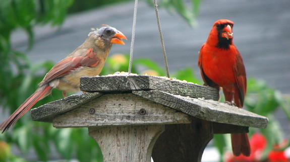 Cardinals