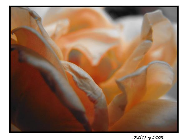 The Delicateness Of A Rose