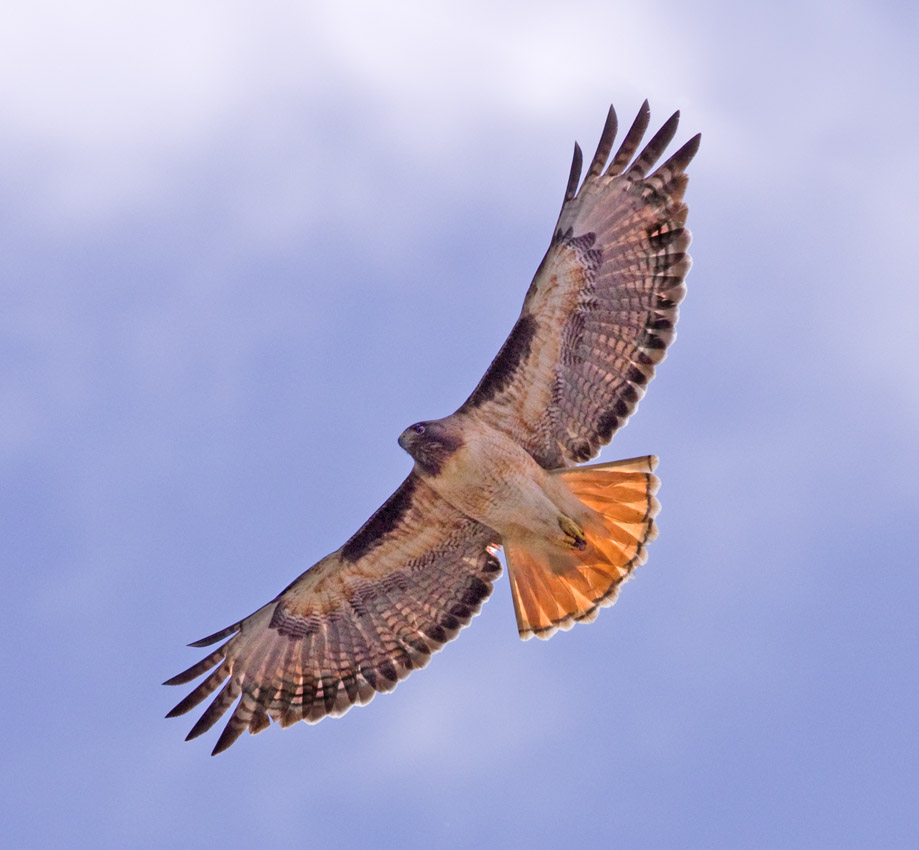 Red tailed Hawk, Campbell