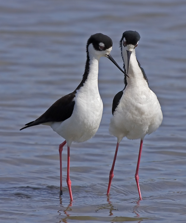 Two Black-necked Stilts in love, Palo Alto Baylands