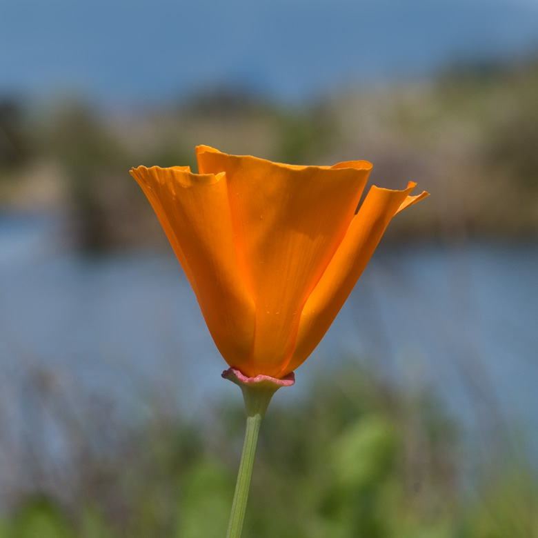 California Poppy