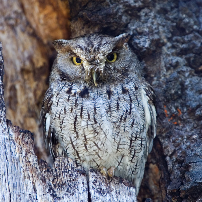 Western Screech Owl