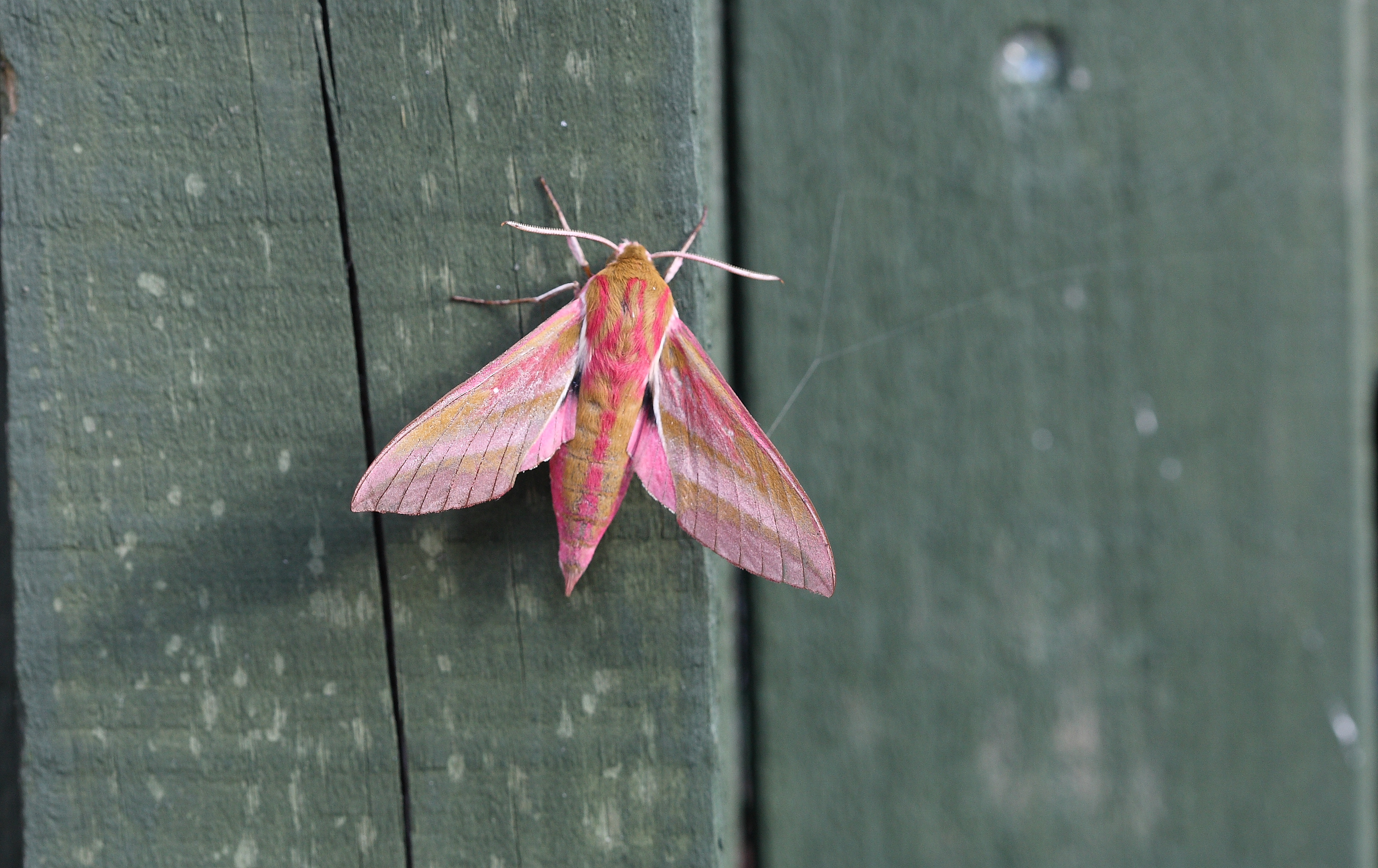 Elephant Hawkmoth (Deilephila elpenor)
