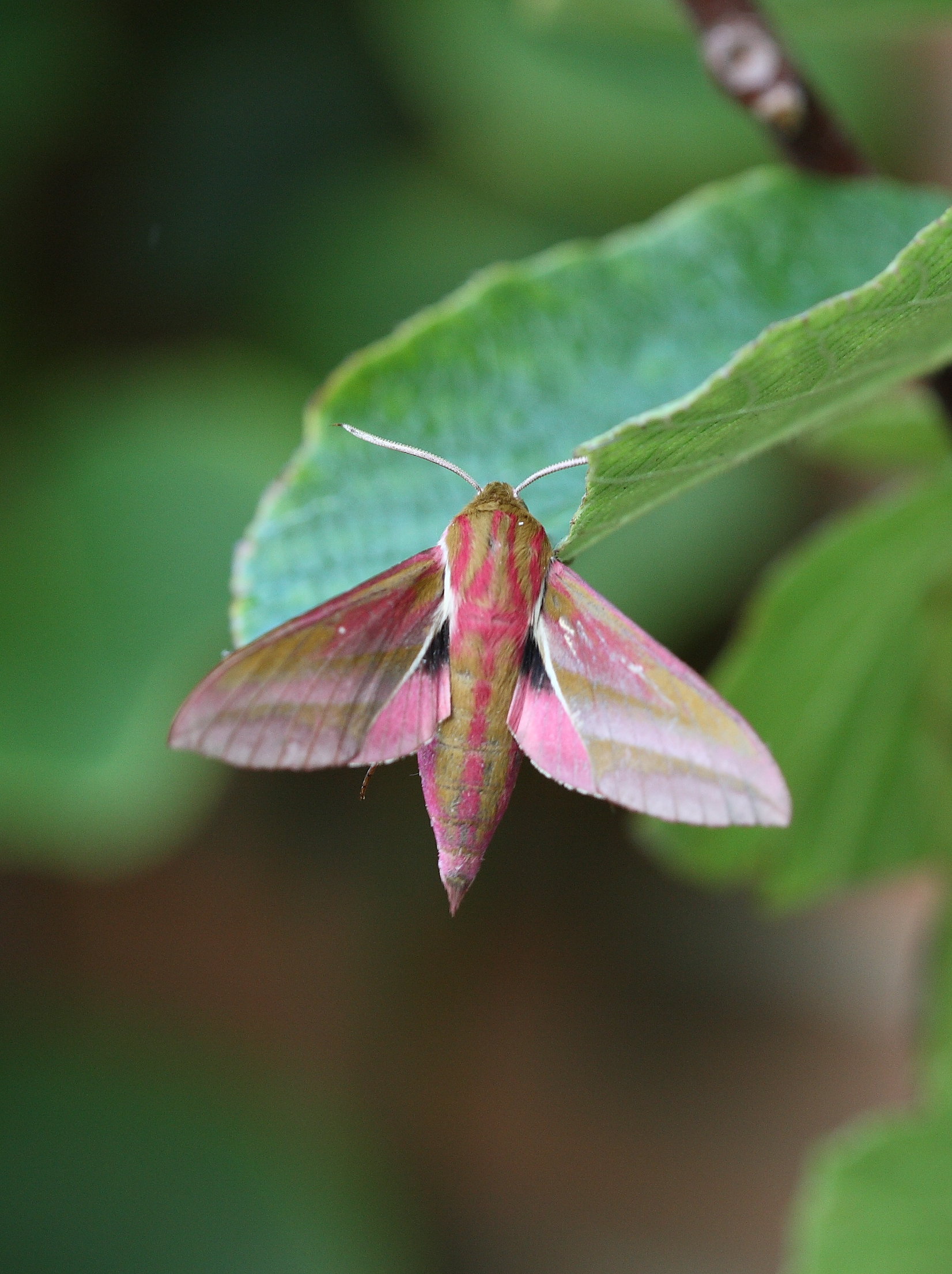 Elephant Hawkmoth (Deilephila elpenor)