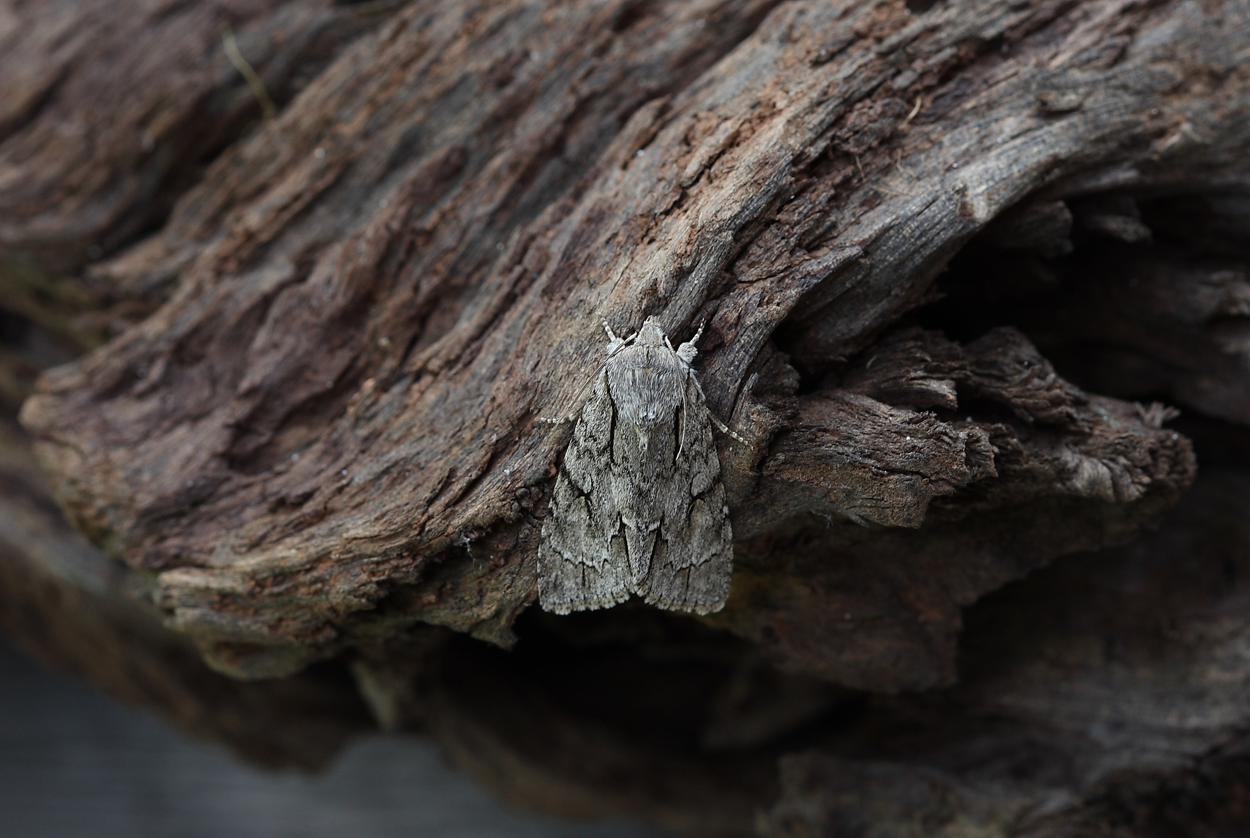 Grey Dagger (Acronicta psi)