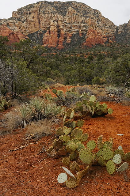 Along the Road to Boyton Canyon -2