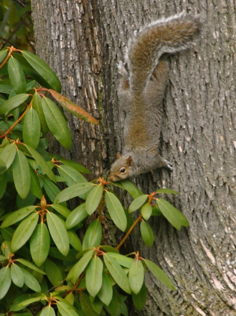 Backyard Resident