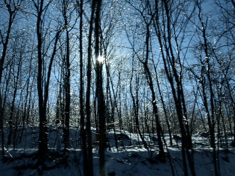 Ice on the Trees - Hegins, PA