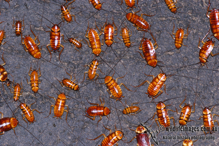 Cave Cockroaches 3135.jpg
