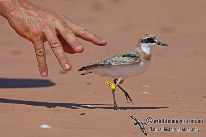 Greater Sand Plover a5602.jpg