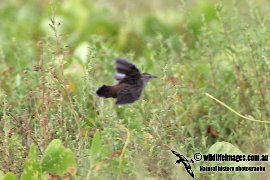 Pallass Grasshopper Warbler 1063.jpg