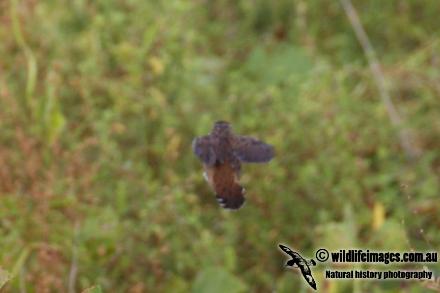 Pallass Grasshopper Warbler 1077.jpg