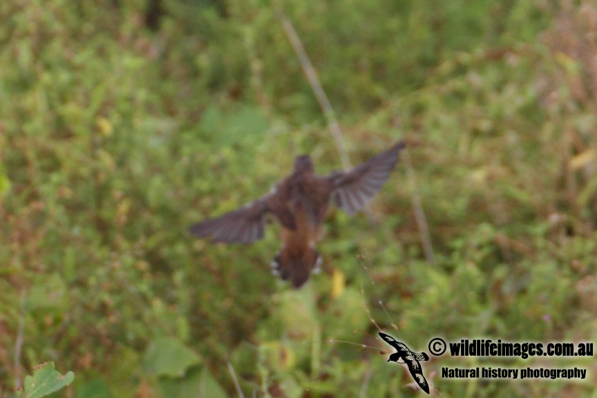 Pallass Grasshopper Warbler 1078.jpg