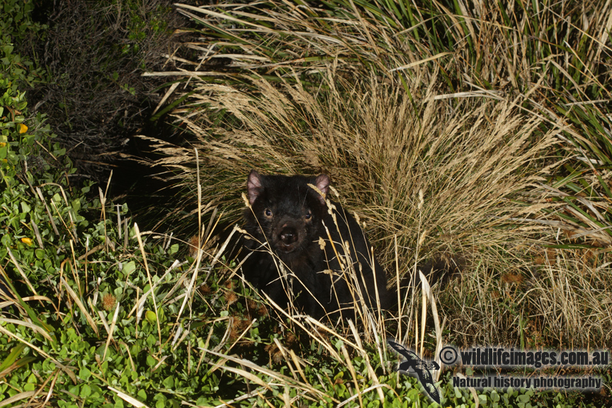 Tasmanian Devil 0091.jpg