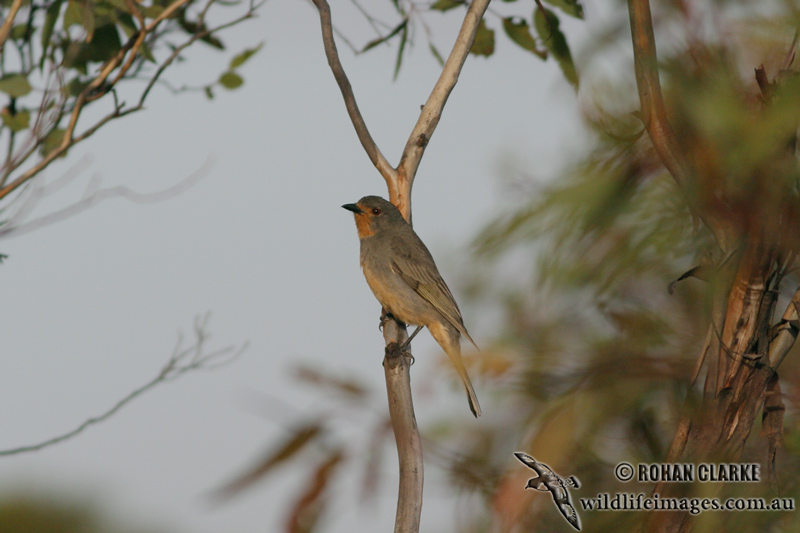 Red-lored Whistler 9868.jpg