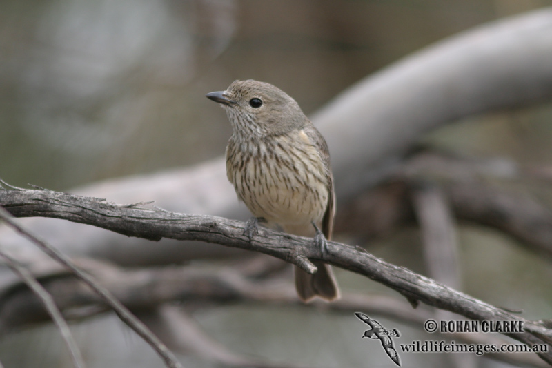 Rufous Whistler 9314.jpg