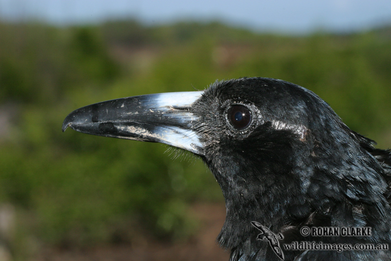 Black Butcherbird 8724.jpg