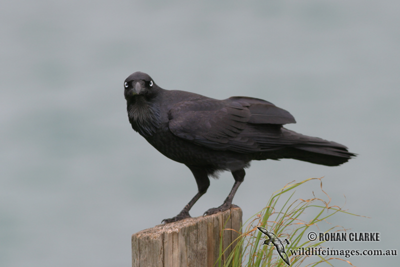 Australian Raven 4638.jpg