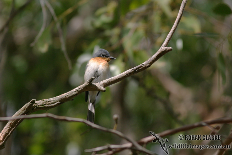 Satin Flycatcher 2963.jpg