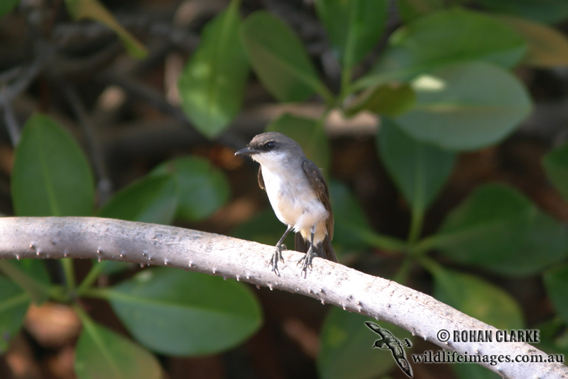 Mangrove Robin 0170.jpg