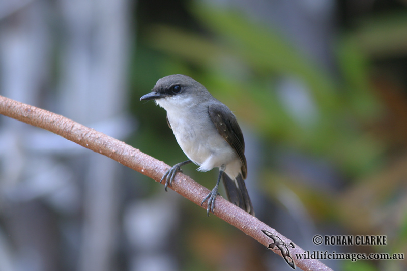 Mangrove Robin 0188.jpg