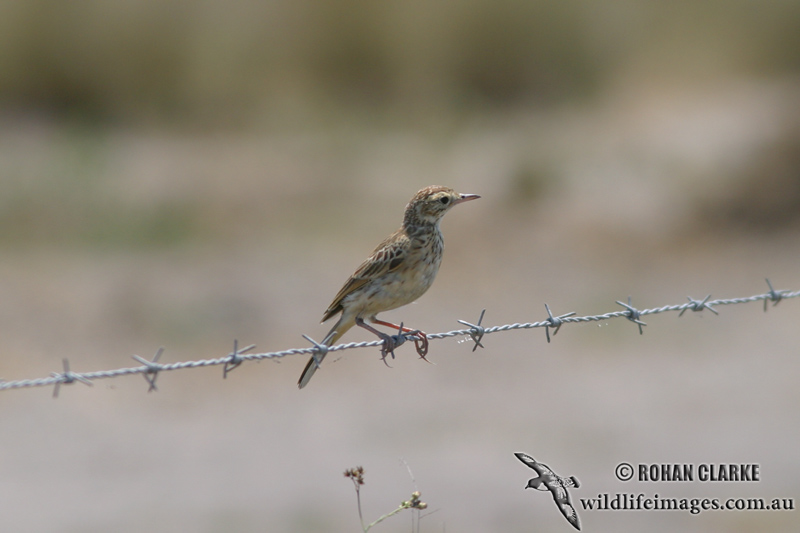 Australasian Pipit 8957.jpg