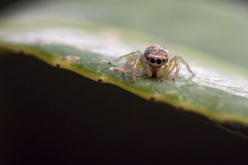 Araneae, Salticidae, Icius hamatus