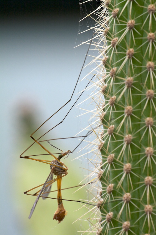Diptera Tipulidae