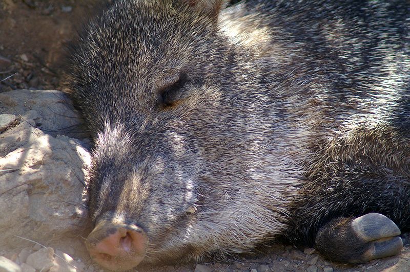 Sleeping Javelina