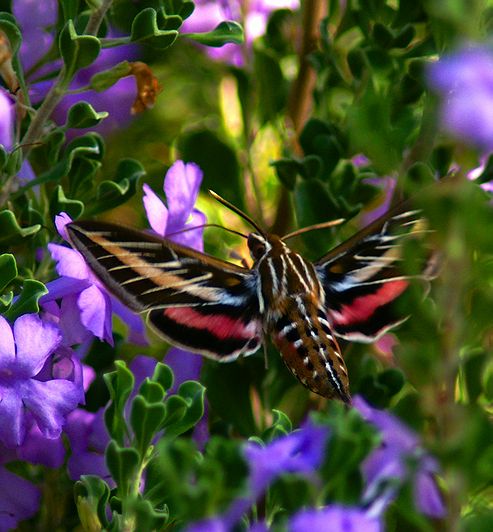 Hummingbird Moth