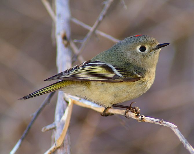 Ruby-Crowned Kinglet
