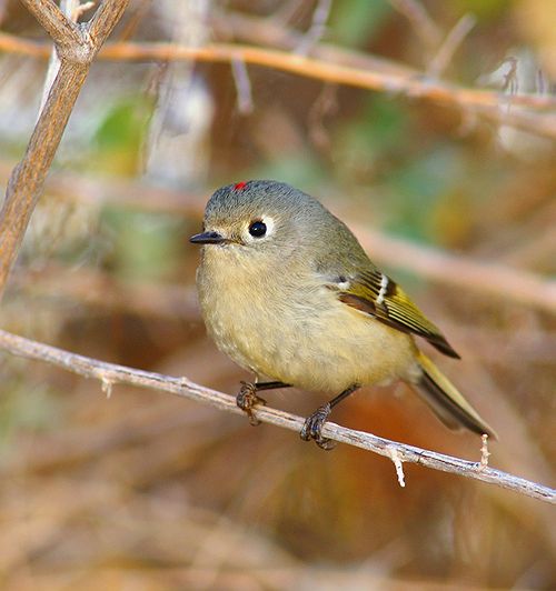 Ruby-Crowned Kinglet #2