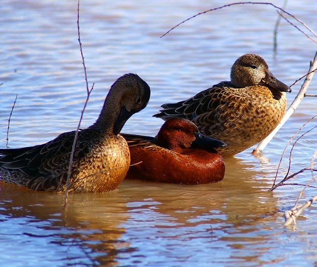 Cinnamon Teals