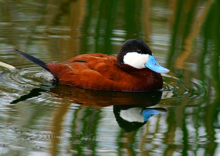 Ruddy Duck