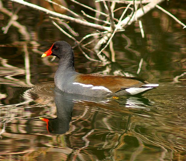 Common Moorhen