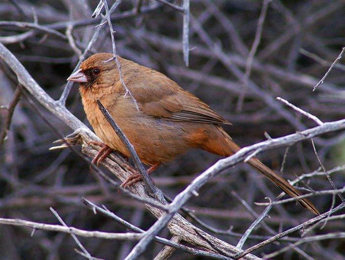 PICT0006c.jpg