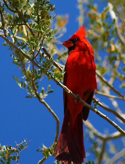 Northern Cardinal