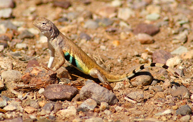 Greater Earless Lizard