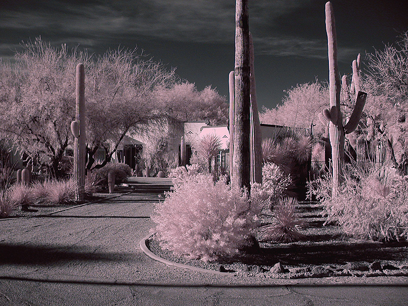 Tucson #13