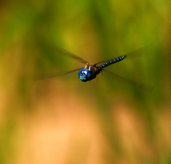 Blue-eyed Darner